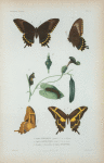 Papilio Pirithous (femelle), id. en dessous; Papilio Aristodemus (mâle), id en dessous; Chenille et chrysalides du papilio neodamas.