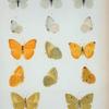 Pieris vallei; Pieris joppe; Pieris elodia; Calidrya agarithe; Callidryas neleis.
