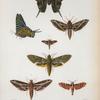 Cydimon Boisduvalii; Callionime paree; Philampelus labruscoe; Philampelus vitis; Philampelus fasciatus; Oiketicus poeyi;