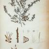 Sargassum polyceratium.