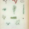 1. Spoerococcus corallopsis; 2. Bryopsis romulosa; 3. Haliseris plagiogamma; 4. Sphoerococcus radicans.
