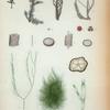 1. Rhodomel calamistrata; 2. Conferva brachyclados.