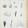 1. Thamnophora frondis et fructus structura; Polysiphonia secunda; Polysiphonia havanensis; 4. Callithamnion repens.