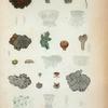 1. Colloma chloromelum; 2. Septogium marginellum; 3. Parmelia gossypina.