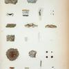 1. Parmelia applanata; 2. Tholotrema auberianum; 3. Parmelia domingensis.