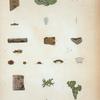 1. Opergrapha filicina; 2. Biatora vestita; 3. Parmelia picta.