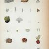 1. Graphis legrovostii; 2. Biatora pusilla; 3. Parmelia parvifolia