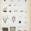 1. Hypokylon cubense; 2. H. oedipus; 3. H. dichotomum; 4. Peziza (Tapesia) leucorrhodina.