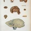 1. Thelephora aurantiaca; 2. Favolus cuculatus; 3. Hexagonia plygramma; 4. Doedalea repanda.