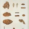 1. Gloeoporus conchoides; 2. Polyporus flabellum; 3. Plypous byrsinus; 4. Polyporus sagraoeanus.