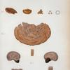 Polyporus auberianus; 2. P. licnoides; 3. P. cubensis; 4. P. Sagroeanus.