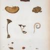 Polyporus tricholoama; 2. Lentinus eugrammus; 3. L. velutinus; Marasmius hoematocephalus; 5. Polyporus micromegas.