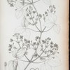 Clematis havanensis.
