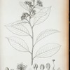 Davilla cililata.