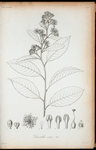 Davilla cililata.