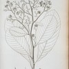 Tetracera poeppigiana.