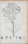 Tetracera poeppigiana.