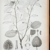 Anona bullata.