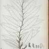 Xylopia cubensis