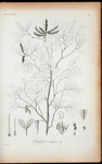 Xylopia obtusifolia