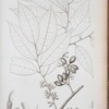 Oxandra laurifolia.