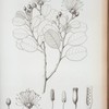 Capparia emarginata.