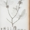 Luelia loetioides.