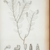Polygala peduncularis.