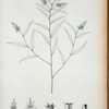Pavonia linearis.