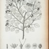 Triumfetta grossularioefolia.