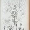 Lanthoxylum bombacifolium