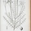 Catesboea macrantha.