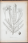 Catesboea macrantha.