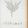 Echinodendrum parviflorum.