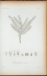 Echinodendrum parviflorum.