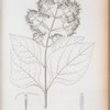 Eupatorium aromatisans.