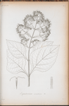 Eupatorium aromatisans.