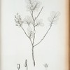 Thibaudia cubensis