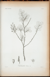 Thibaudia cubensis