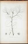 Leucothoe latifolia.