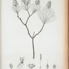 Costoea cubensis