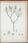 Costoea cubensis
