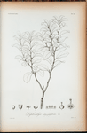 Diplocalyx chrysophylloides.