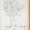 Espadoea amoena.