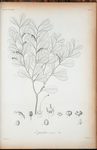 Espadoea amoena.