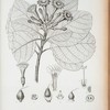 Cordia angiocarpa.