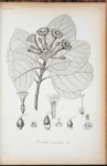 Cordia angiocarpa.
