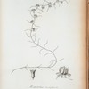 Metastelma linearifolium.