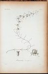 Metastelma linearifolium.
