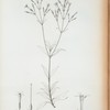 Lisianthus glandulosus.